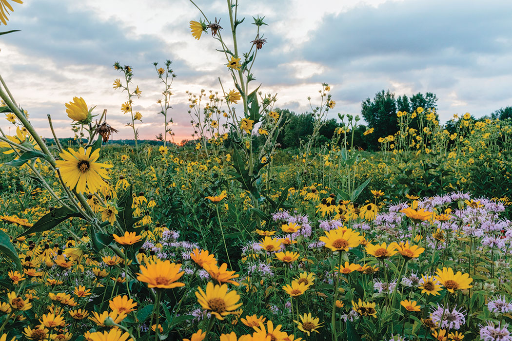 A shot of the prairie at sunset, with a cacophony of plant life filling the bottom two-thirds of the frame. There is an abundance of lush green from the plant stems; warm yellow flowers with their petals popped open; and wispy, pale-purple flowers that have long, thin, antennae-like extensions emanating from the center of their down-turned petals. Clouds fill the sky as the last bits of warmth from the sun fade away at the horizon.