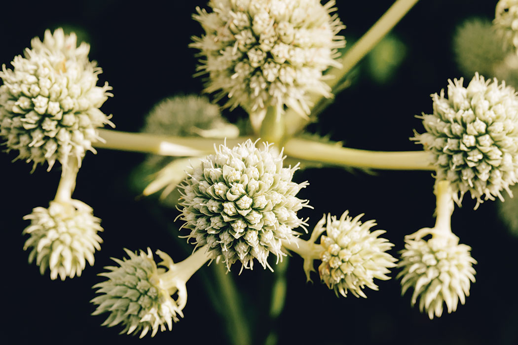 A close-up shot of the plant rattlesnake master, which has a pale greenish-white coloring and thick hearty stems that culminate in conical heads, each comprised of dozens of small buds surrounded on either side by tiny, spiky leaf-like pieces.
