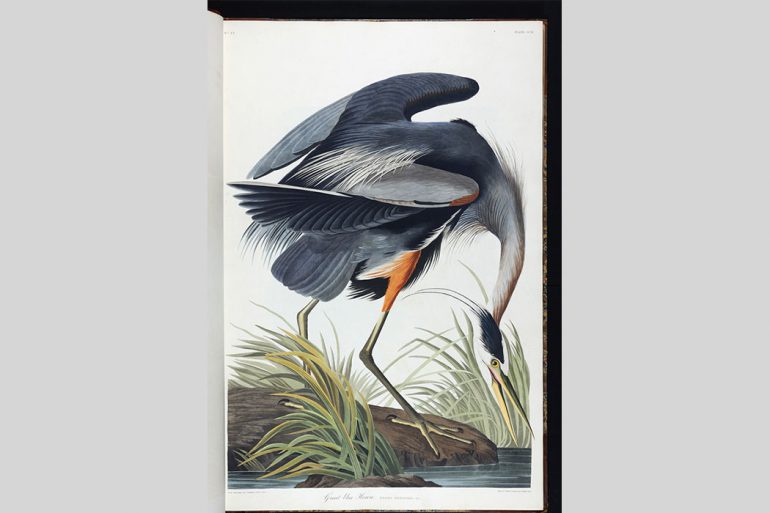 First edition of John James Audubon’s "Birds of America"