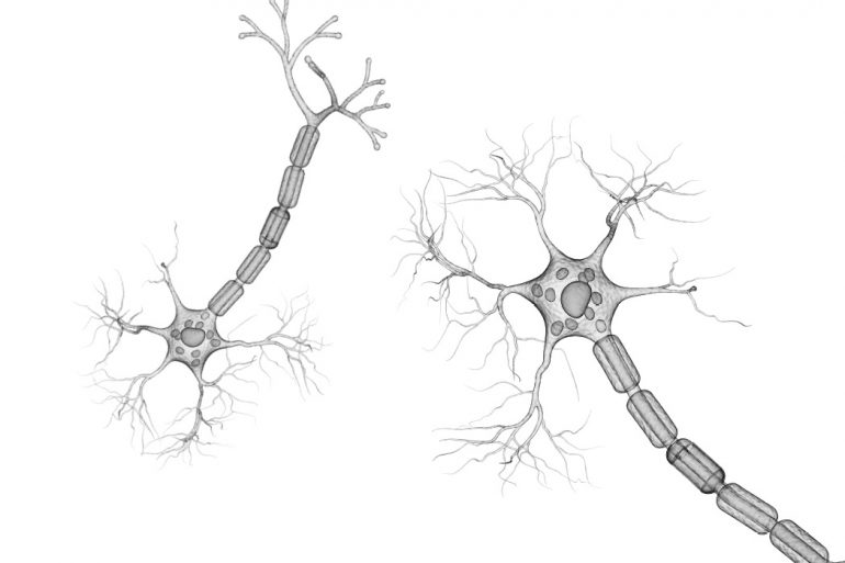 Graphic contains detailed, grayscale illustrations of two nerve endings set against a white background.