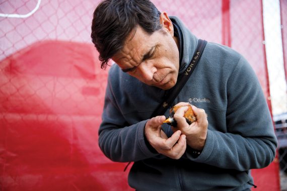 While standing in front of a chain-link fence covered with a red tarp, IU biologist looks down to inspect a robin. He holds the robin in his left hand while adjusting a GPS tracking "backpack" fitted to its back with his right hand.