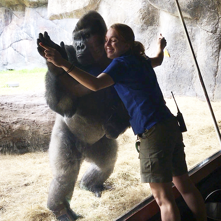 Rachel Hale hugs gorilla through the glass at zoo in Tampa, Fla. 