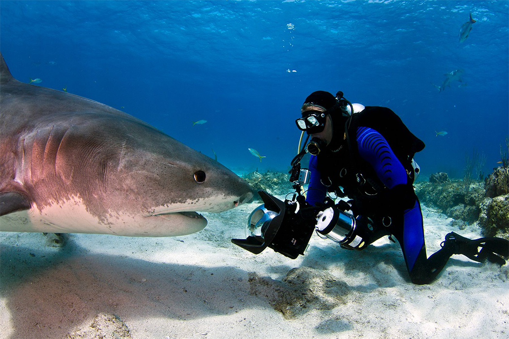 Zach Ransom taking a photo underwater of a large shark