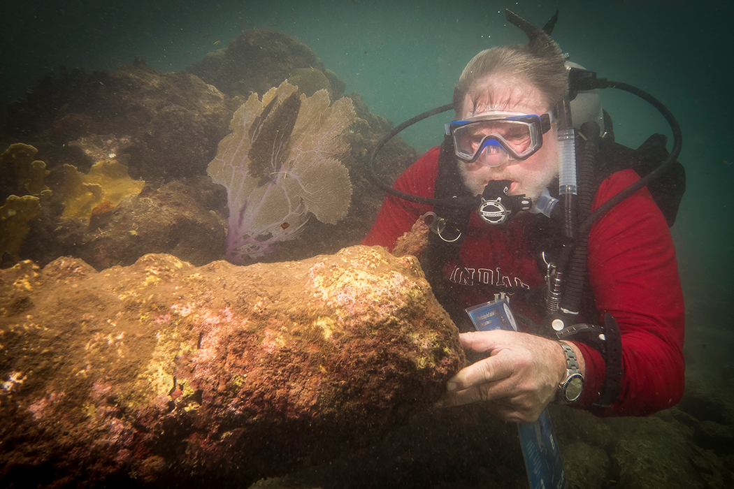 A man with gray hair and a beard wearing scuba gear and a red "Indiana" shirt and examining underwater life.