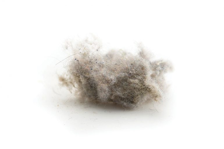 A matted bunch of gray and white dust.