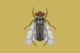 Illustration of a blow fly, which has a black body, six legs, big brownish-red eyes, and translucent wings.