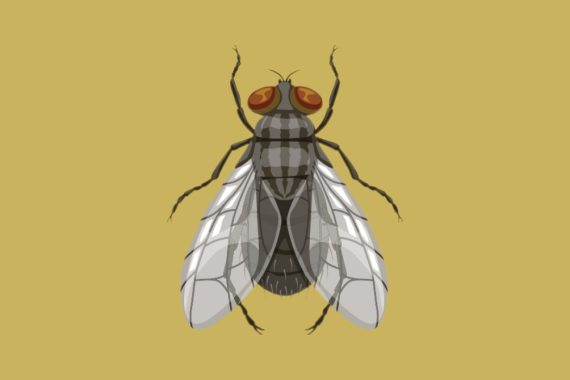 Illustration of a blow fly, which has a black body, six legs, big brownish-red eyes, and translucent wings.