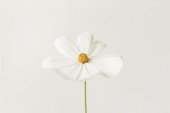A close-up photo of a single white flower against an off-white background.