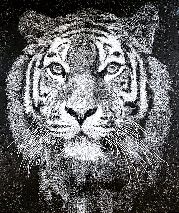 A black-and-white, close-up drawing of a tiger head on a whiteboard.