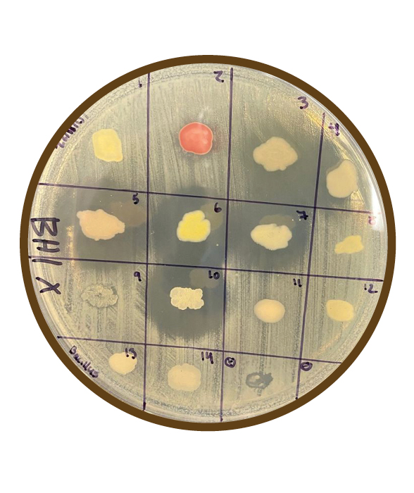 A transparent petri dish holds the bacteria results from soil samples tested to produce antibiotic research. A scientist used a black Sharpe marker to section bacteria results into sixteen boxes. Each box is marked with a number in chronological order from one to sixteen. One soil sample is bright orange, and the others are beige or light yellow.